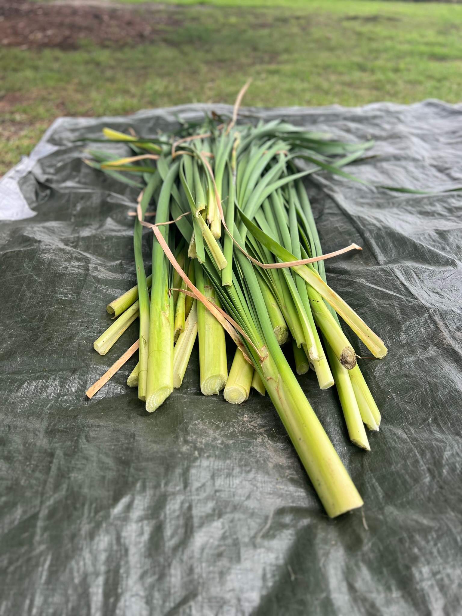 Fresh flax stems laid out