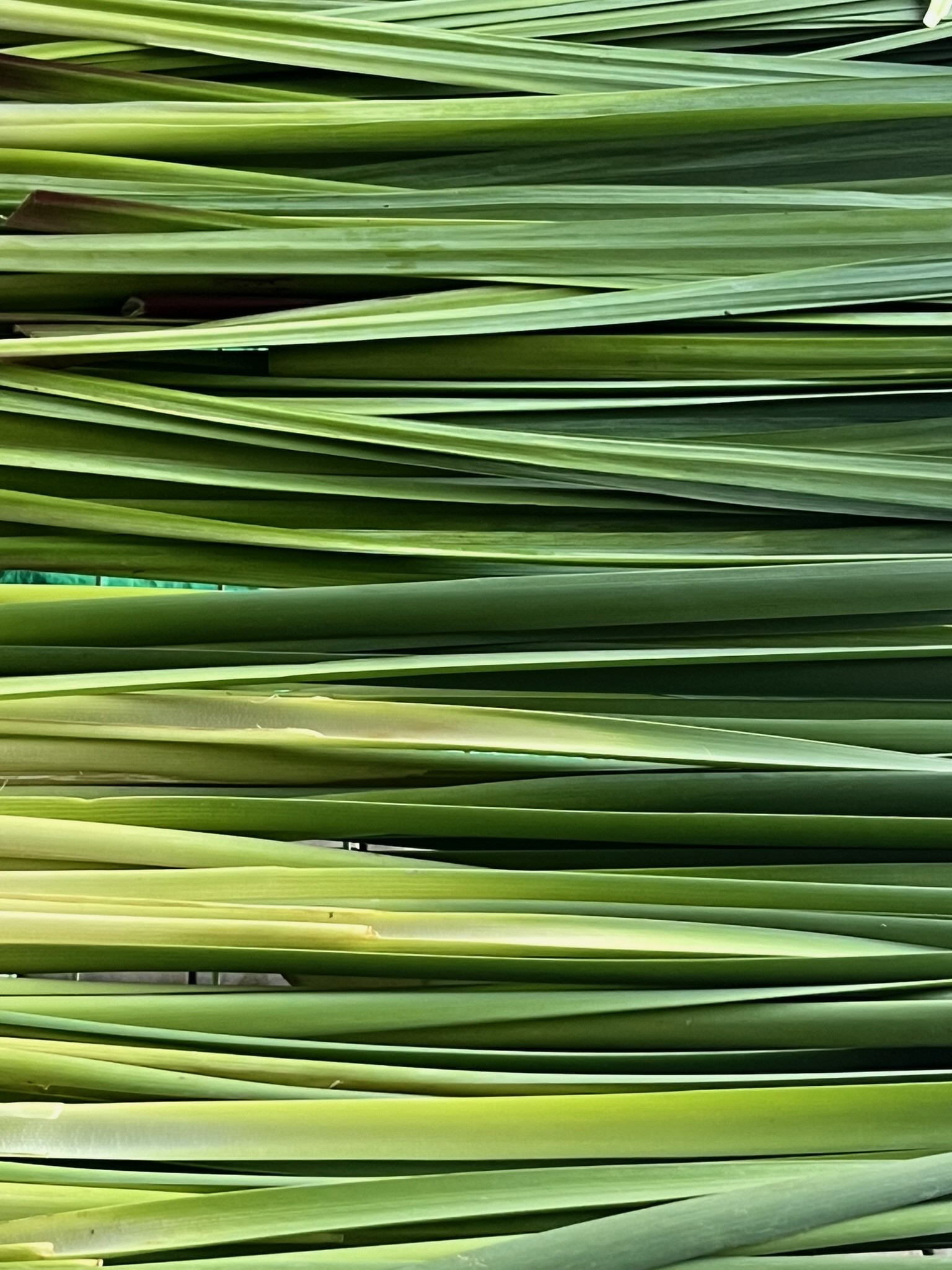 Fresh flax blades gathered and stacked